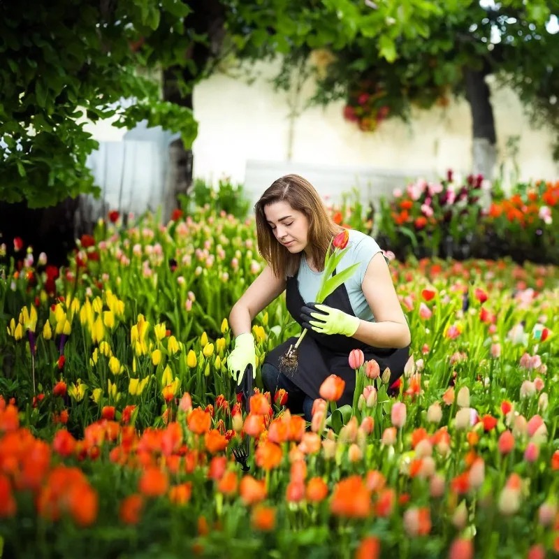 أداة يدوية 2 في 1 للحدائق: مشط - مراجعة Gardening Tools Hoe وسعره