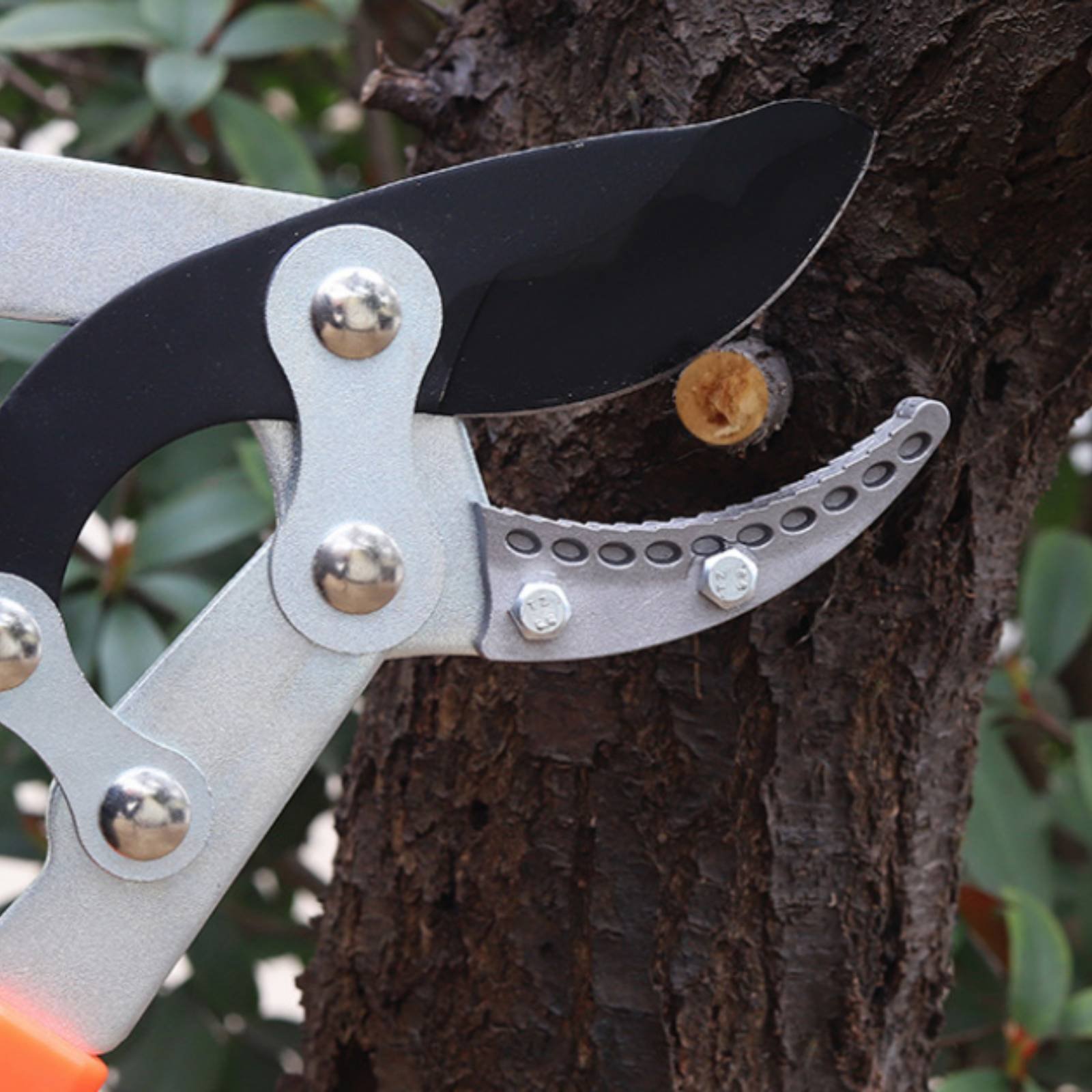 مقصات تقليم الأغصان التلسكوبية - مراجعة Gardening Tools Of وسعره